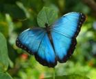 Μπλε πεταλούδα
